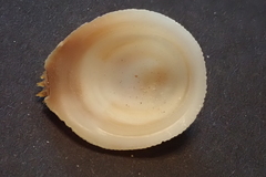 Pilosabia trigona