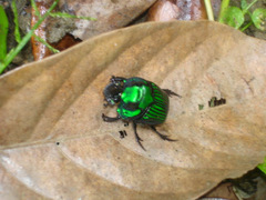 Oxysternon conspicillatum