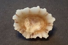 Siphonaria normalis