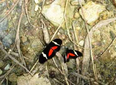 Heliconius clysonymus