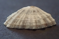 Siphonaria normalis