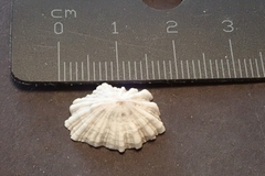 Siphonaria normalis