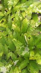 Cryptocoryne walkeri