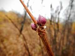 Sambucus racemosa racemosa
