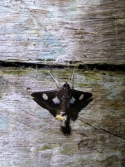 Diaphania exclusalis