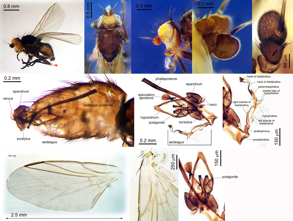 Napomyza