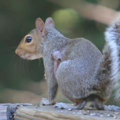 Cuterebra emasculator