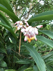 Alpinia zerumbet