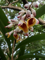 Alpinia zerumbet