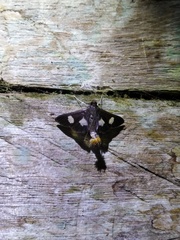 Diaphania exclusalis