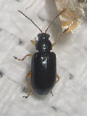 Lysathia ludoviciana