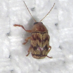 Cryptocephalus implacidus
