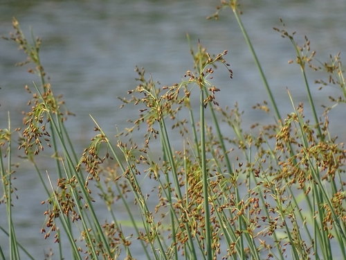 Schoenoplectus tabernaemontani iNat (2)