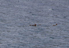 Podiceps cristatus australis