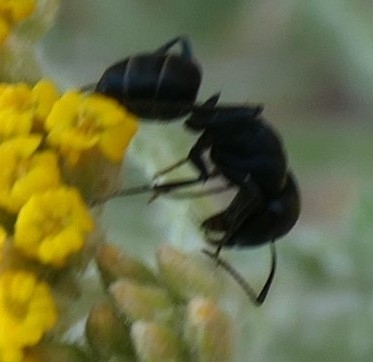 Camponotus armeniacus