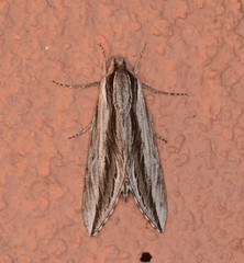 Sphinx dollii