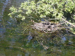 Podiceps cristatus australis