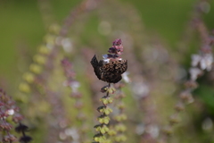 Cycloglypha thrasibulus