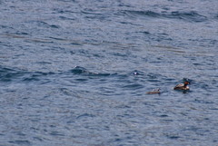 Podiceps cristatus australis