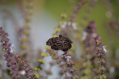 Cycloglypha thrasibulus