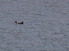 Podiceps cristatus australis