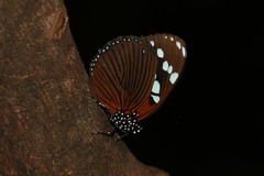 Charaxes tiberius