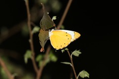 Belenois thysa thysa