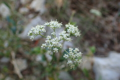Seseli longifolium longifolium