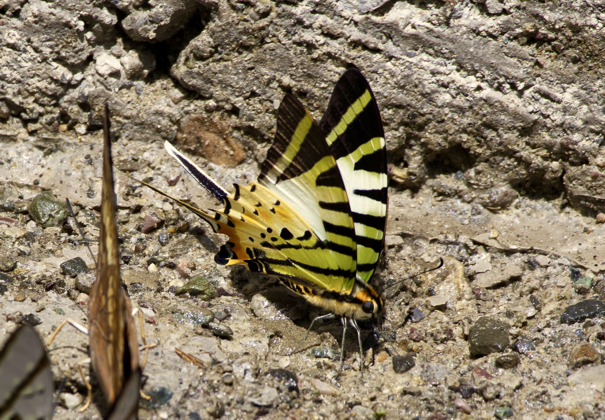 Five-Bar Swordtail