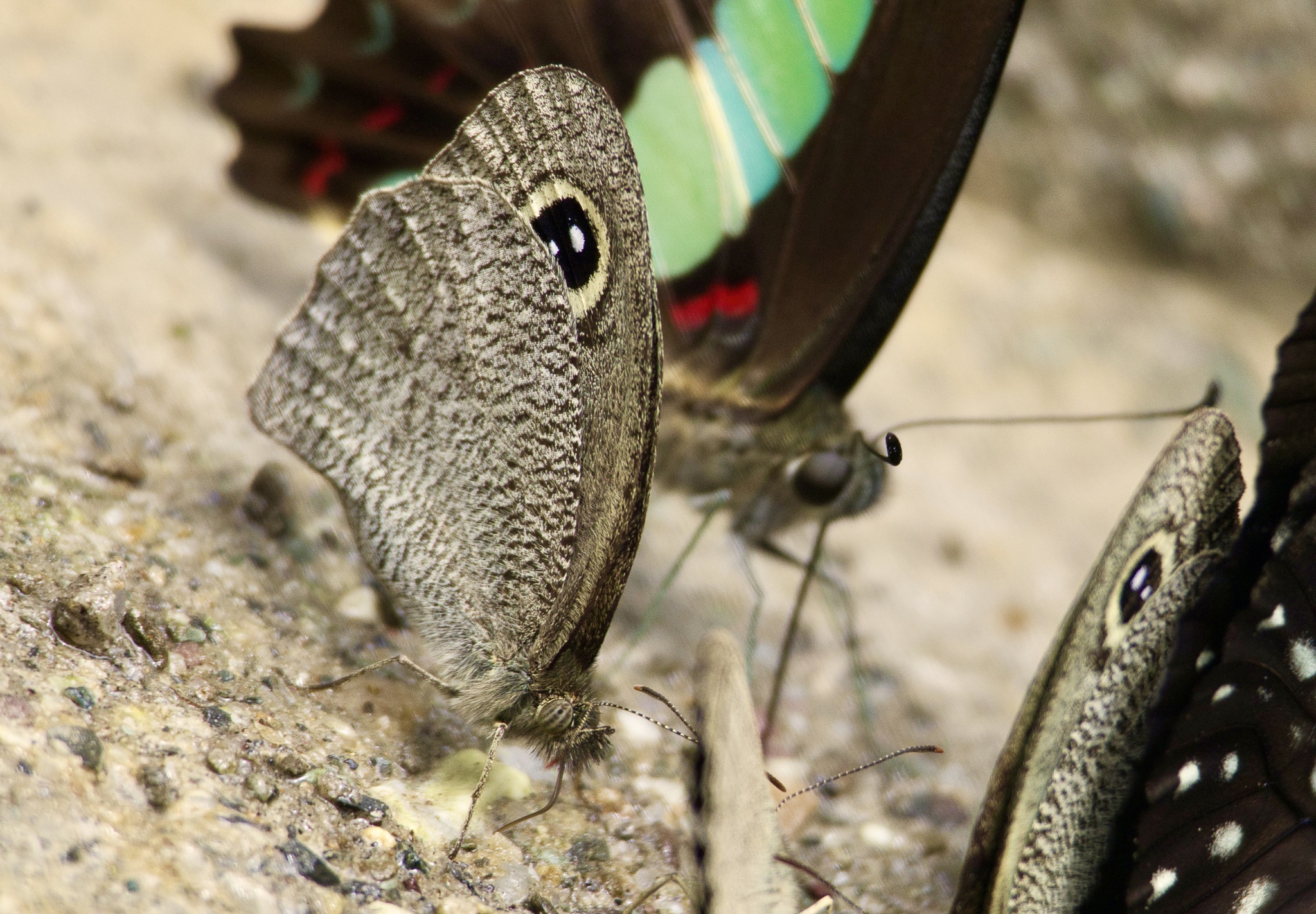 Mottled Argus