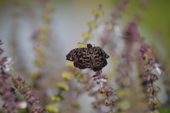 Cycloglypha thrasibulus