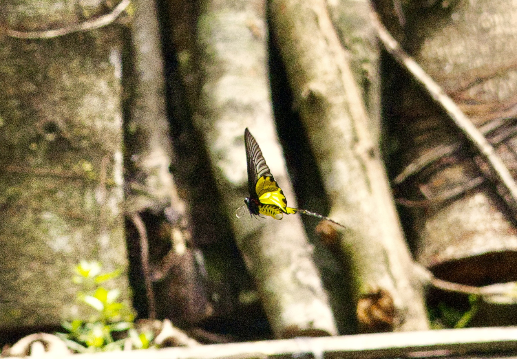Golden Birdwing