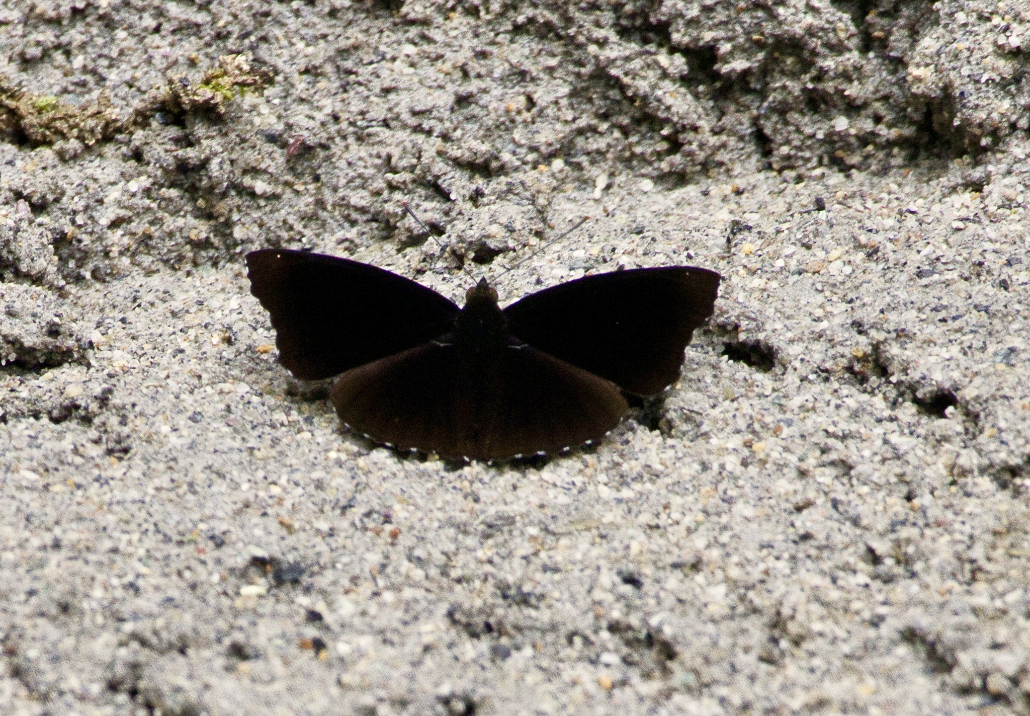 Black Prince