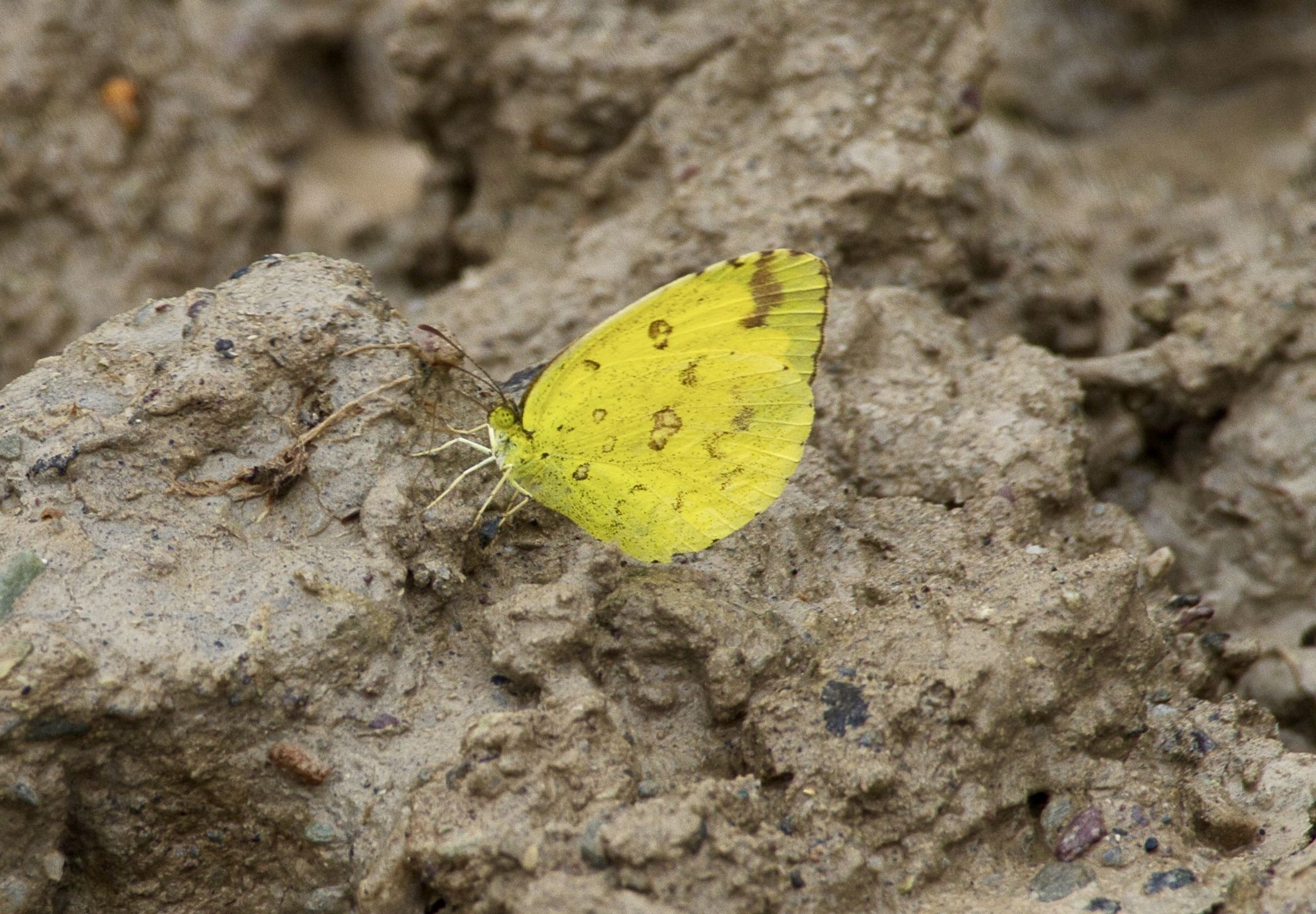 Changeable Grass Yellow