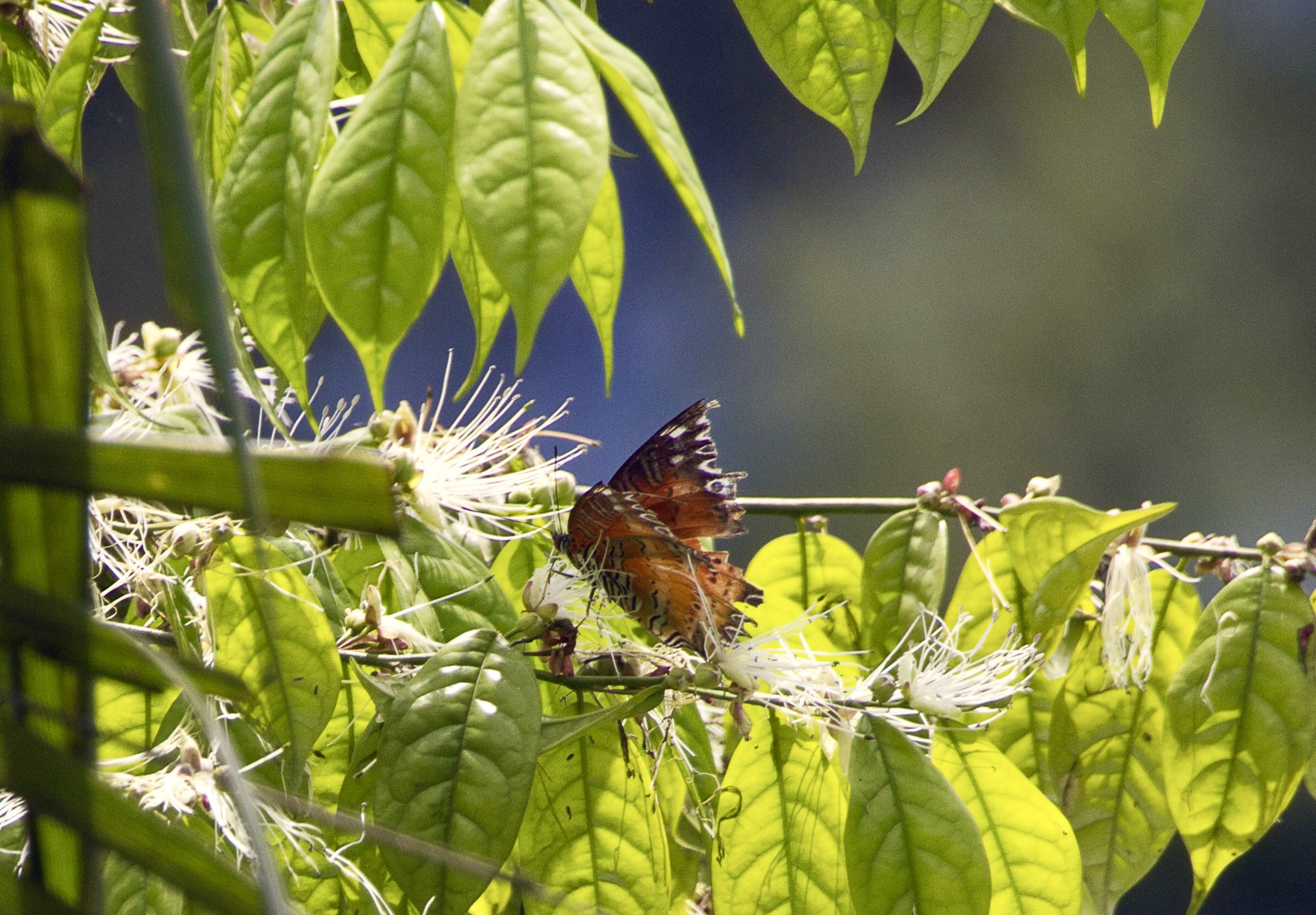 Red Lacewing