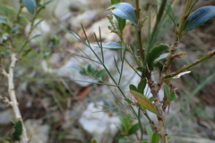 Seseli longifolium longifolium