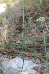 Seseli longifolium longifolium