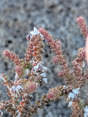 Galioides Heath (Erica galioides)
