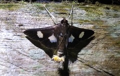 Diaphania exclusalis