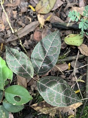 Bushveld False Buttonweed (Temnadenia)