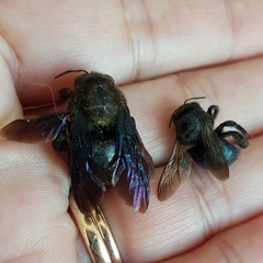 Xylocopa splendidula