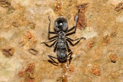 Polyrhachis medusa