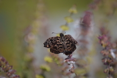 Cycloglypha thrasibulus