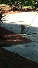 Sciurus carolinensis