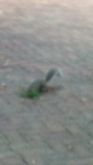 Sciurus carolinensis