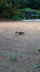 Sciurus carolinensis