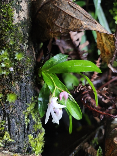 Dendrobium anamalayanum Chandrab., V.Chandras. & N.C.Nair 3