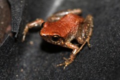 Arthroleptis xenodactyloides