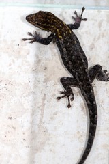 Lygodactylus picturatus