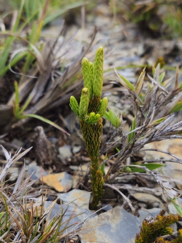 Dendrolycopodium juniperoideum observed 2025-07-11